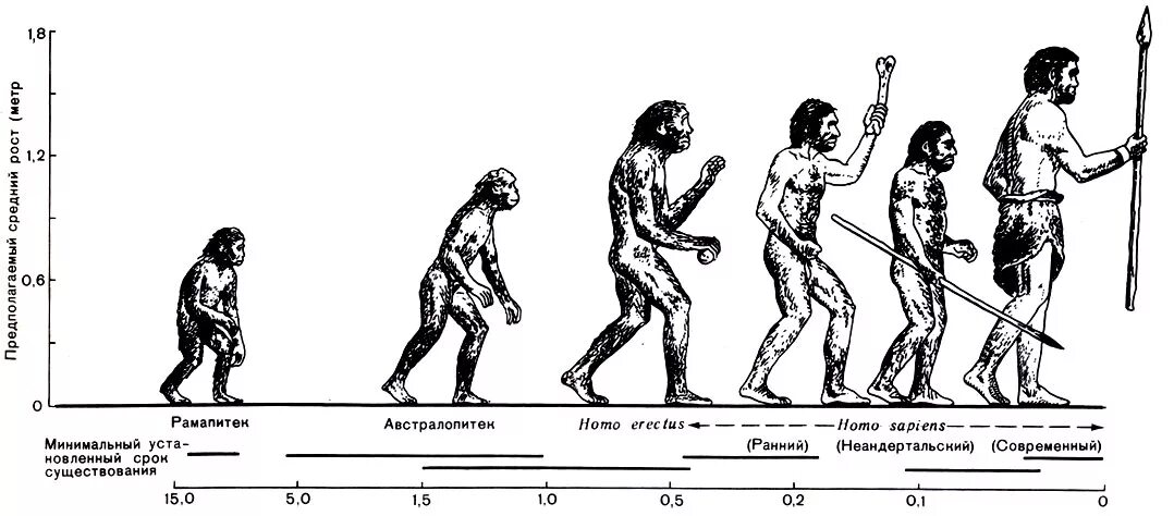 Этапы эволюции человека тест. Схема этапы развития эволюции человека\. Стадии антропогенеза схема. Общая схема эволюции гоминидов. Антропогенез стадии эволюции человека.