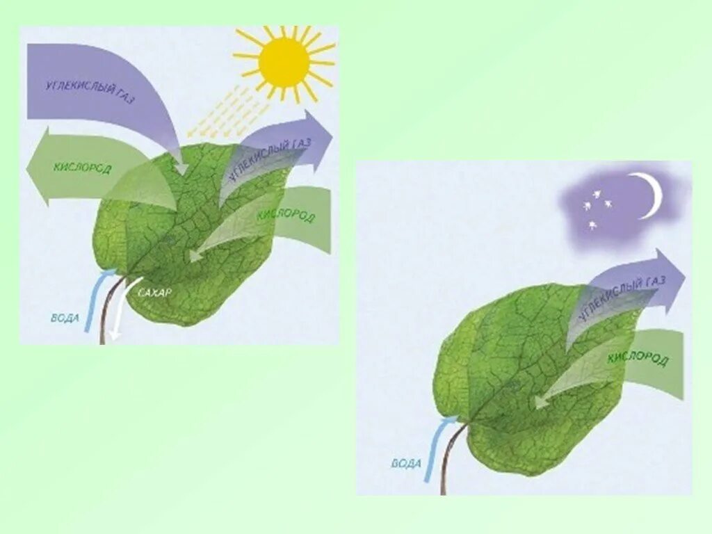 Схема как происходит дыхание растений. Воздушное питание фотосинтез. Фотосинтез растений схема 6 класс. Ajnjcbyntp 6 rkfc ,bjkjubz. Растения биология фотосинтез.