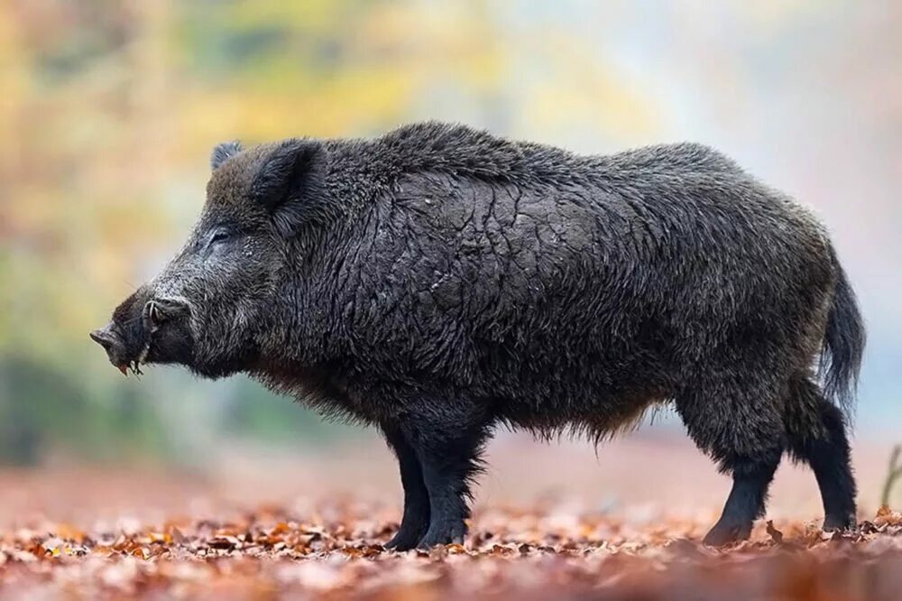 Очень дикого кабана. Кабан Вепрь секач. Дикий кабан секач Вепрь. Кабан (sus scrofa). Вепрь секач животное.