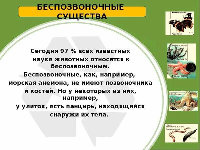 Контрольная работа по теме позвоночные животные 7. Презентация на тему беспозвоночные. Беспозвоночные животные презентация. Презентация по беспозвоночным. Рассказ на тему беспозвоночные животные.