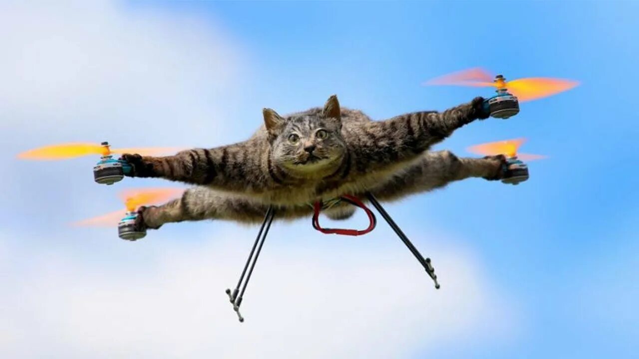 Летят коптеры песня. Летающий кот. Кот квадрокоптер. Летающий кот квадрокоптер. Кот вертолет.
