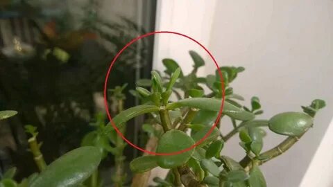 Как прищипывать денежное дерево