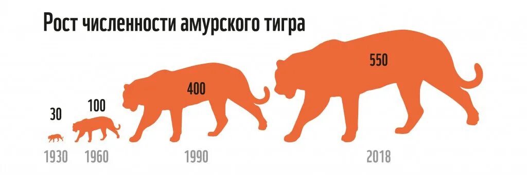 Амурский тигр вес свыше 400 кг. Численность популяции Амурского тигра. Статистика популяции амурских тигров. Рост численности Амурского тигра.