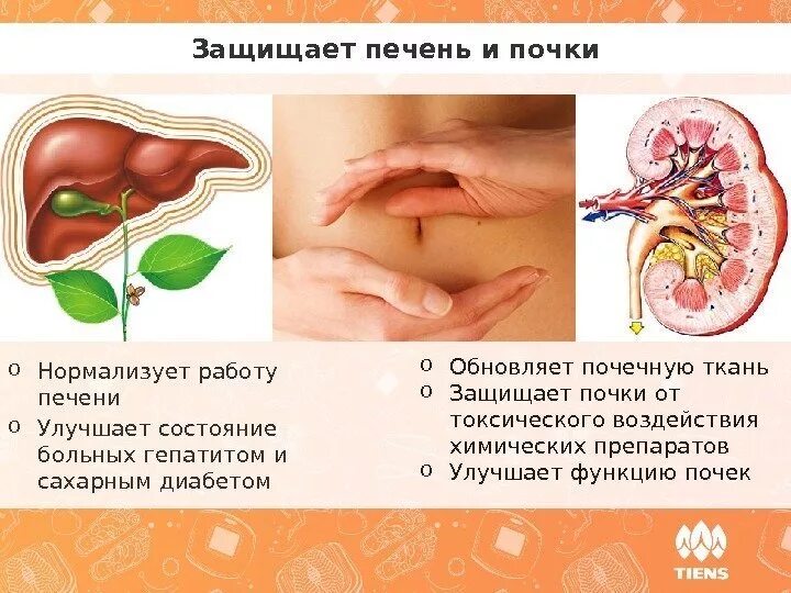 Работа печени и почек. Для улучшения работы почек. Улучшение работы печени. Как улучшить работу печени.