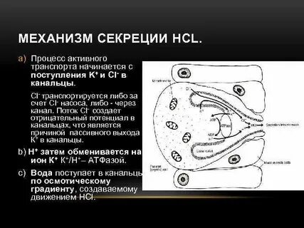 Секреция