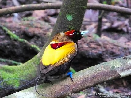 Paradise birds