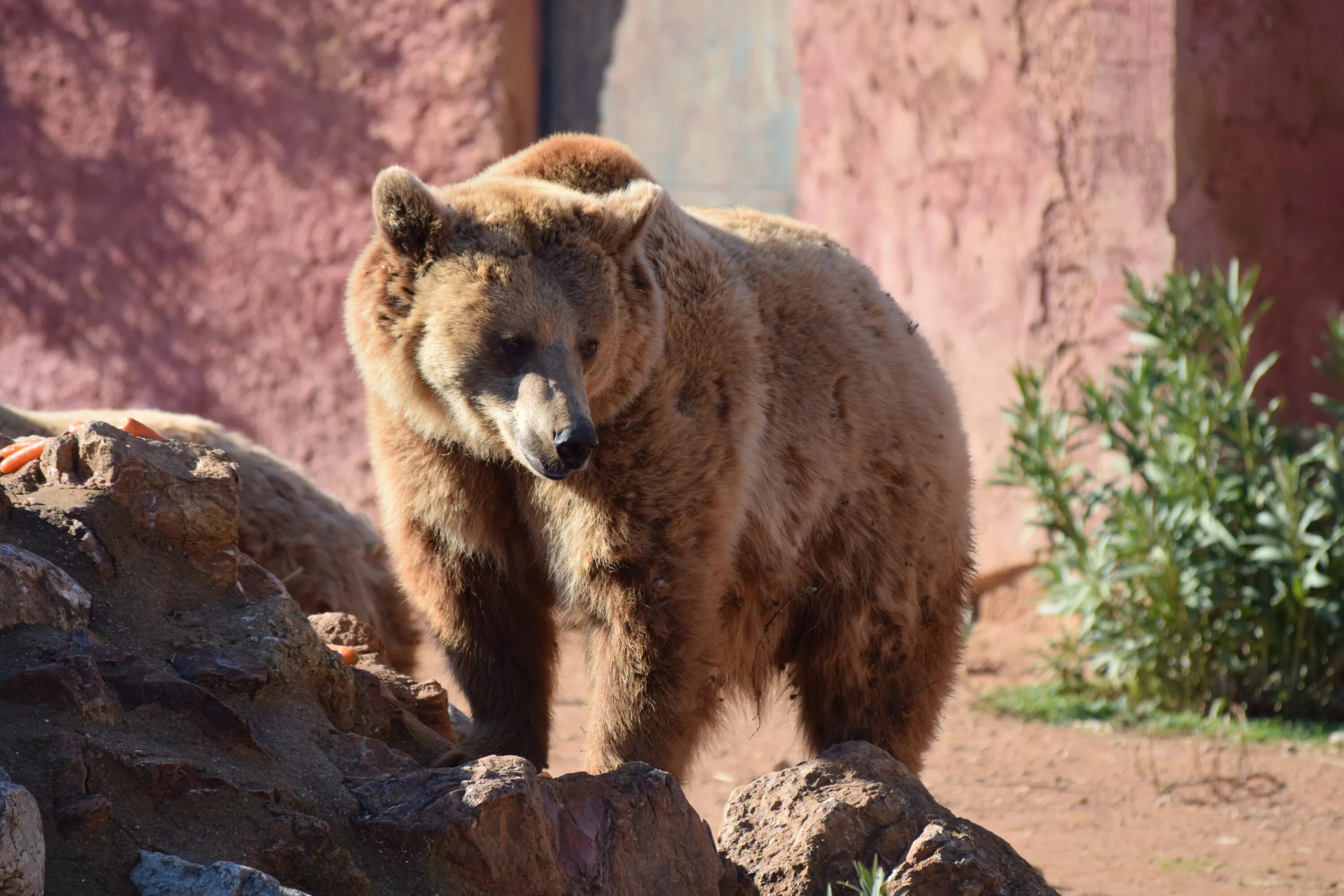 Bear stone. Ленинградский зоопарк хищники. Медведь. Бурый медведь в зоопарке. Хищные животные в зоопарке.