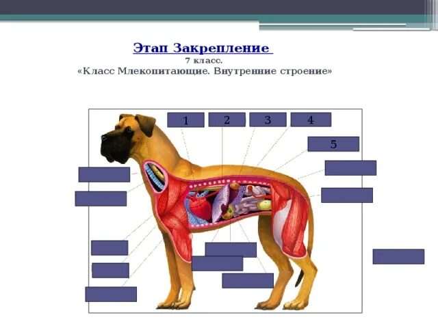 Урок внутреннее строение млекопитающих. Внутренне строение млекопитающих. класс млекопитающие строение. внутреннее строение млекопитающих животных. внешнее и внутреннее строение млекопитающих.