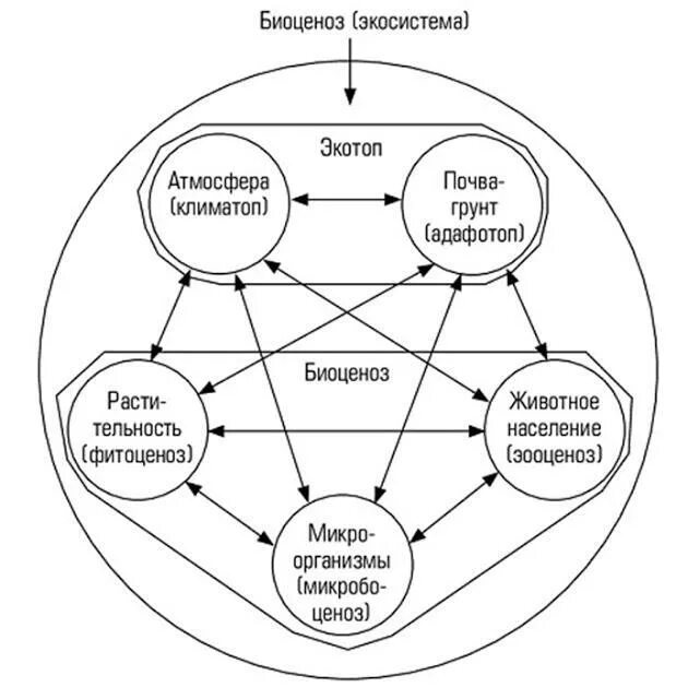 Тесной связи друг с другом. Схема состава компонентов экосистемы. Схема взаимодействия компонентов биогеоценоза. Схема взаимодействия компонентов экосистемы. Схема взаимодействий компонентов биогеоценоза («звезда Сукачева»).