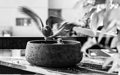Keep bird