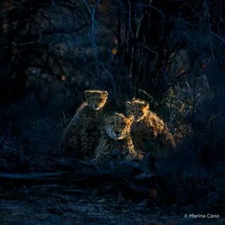 Животные wildlife
