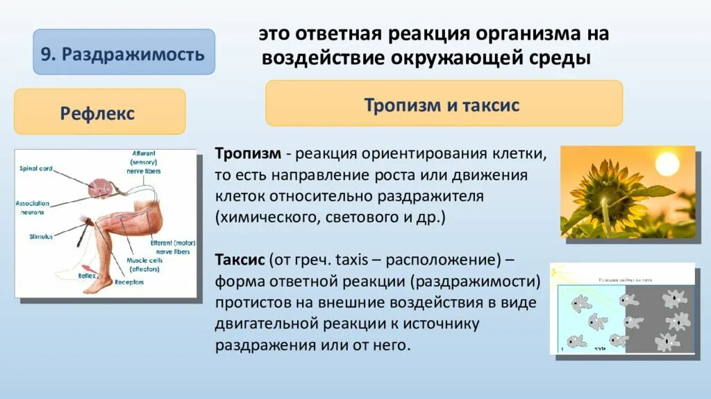 Какова роль раздражимости в жизни. Раздражимость живых организмов. Раздражимость клетки. Раздражимость это в биологии. Проявления раздражимости организмов.