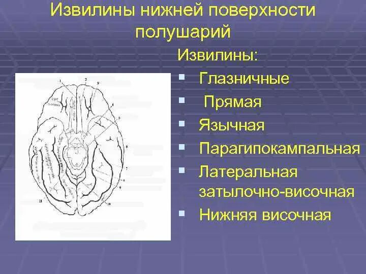 Нижняя поверхность мозга. Извилины нижней поверхности. Извилины нижней поверхности полушария. Борозды и извилины нижней поверхности полушария. Извилины на нижней поверхности полушария большого.