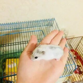 Имена для белого хомяка