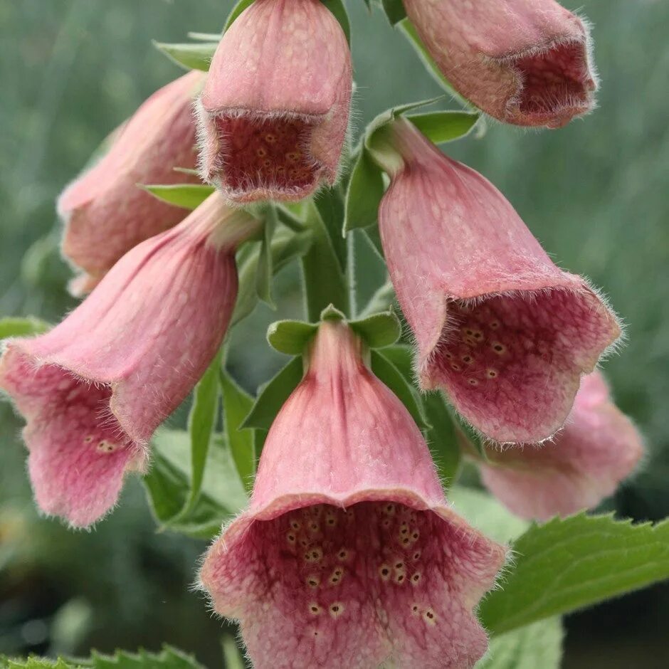 Digitalis mertonensis. Digitalis x mertonensis. Сахарный цветок растение.