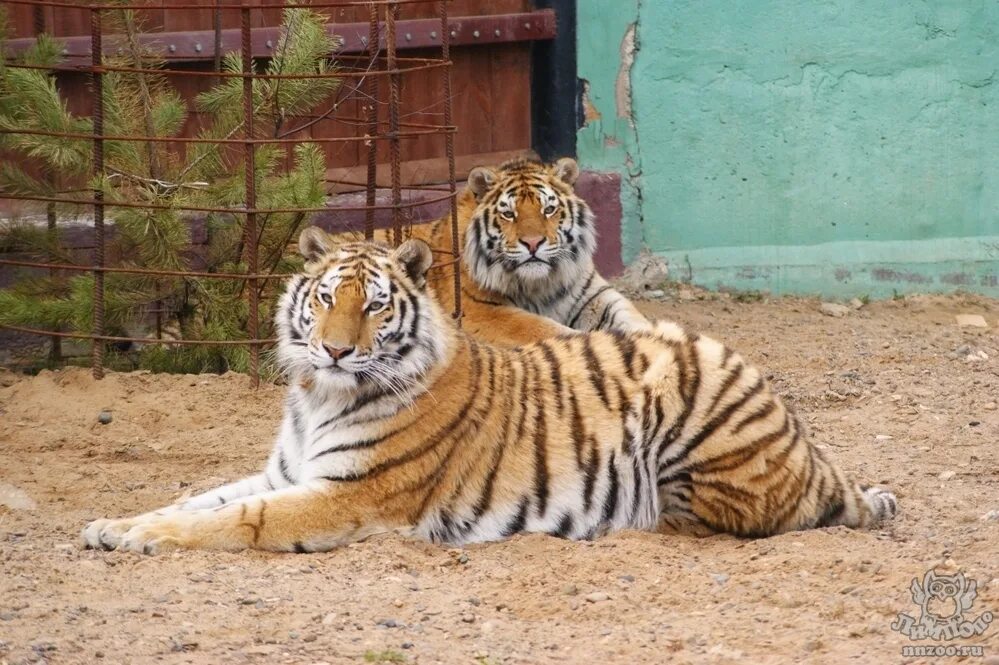 Уссурийский тигр и панда. Зоопарк Лимпопо тигр. Тигры чоугарха. Екатеринбургский зоопарк тигр. Средние Узбекистане тигр.