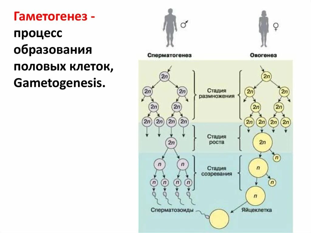 Стадии образования половых клеток таблица. Образование половых клеток сперматогенез. Схема гаметогенеза развитие половых клеток. Образование половых клеток гаметогенез этапы. Гаметогенез время