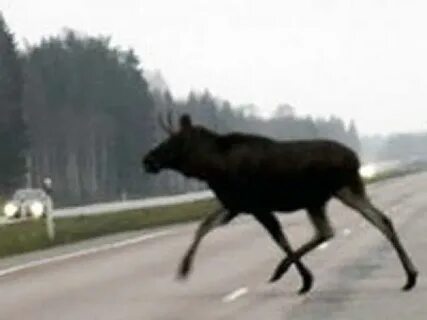 Лось выбежал на опушку заросшую кустарником