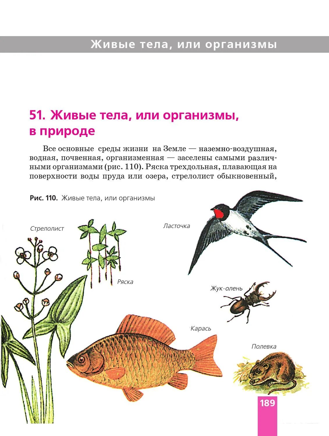 Примеры живых тел. Живые организмы. организмы тела живой природы. живые и неживые организмы 5 класс. организмы тела живой природы 5 класс.