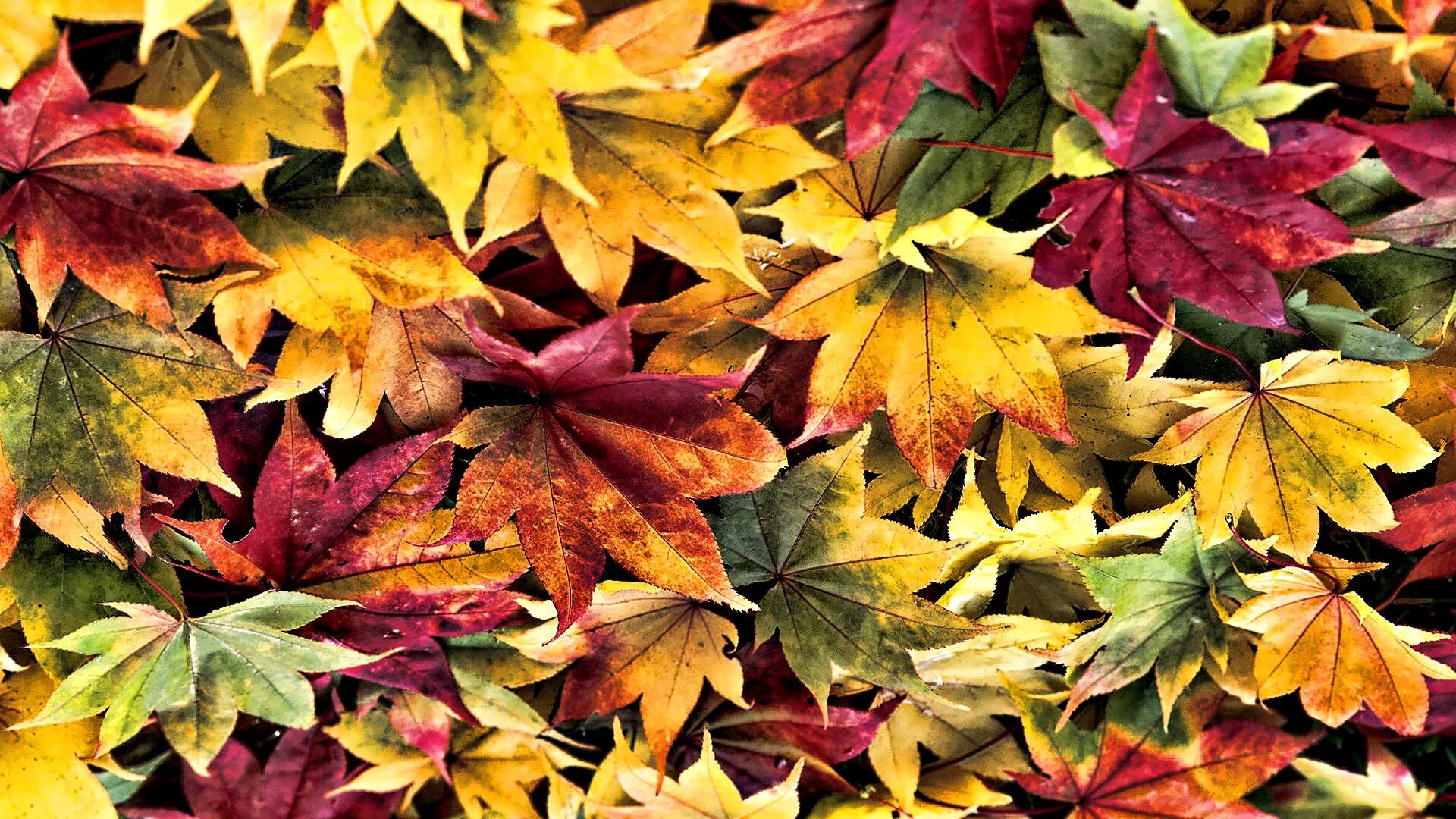 Осень листья. Разноцветные осенние листья. Кленовый лист. Осенний фон. Клен цвет листьев осенью
