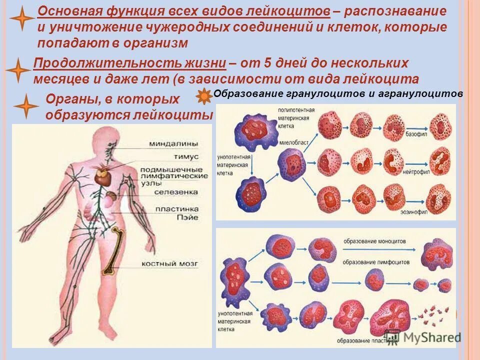 Сколько клеток в ребенке