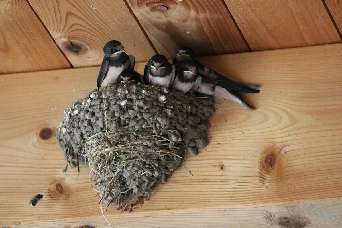 Гнезда птиц под крышей дома. Ласточкино гнездо ласточки. Ласточкино гнездо с птенцами. Ласточкино гнездо. / Гнездо птицы ласточки. Гнездо ласточки под крышей.