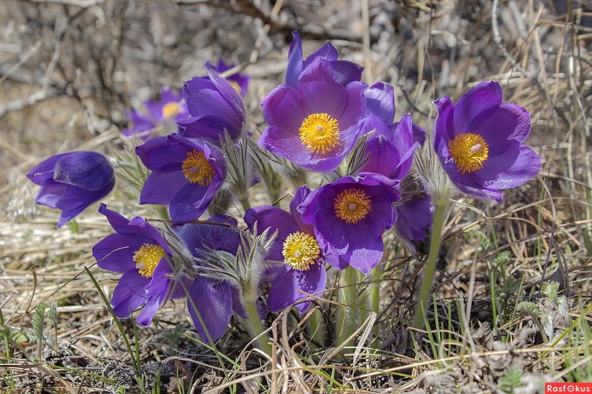 флора фауна южного урала северного урала. полевые цветы урала. подснежник сибирский прострел. кандык сибирский подснежники. растения свердловской прострел уральский.