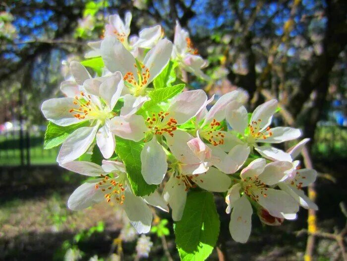 Музыка яблоня. Расцветали я яблони и груши. Расцветали яблони и груши тик ток ремикс. Расцветали яблони в саду тебе на радость а мне на беду. На какой год зацветает яблоня Малиновка.
