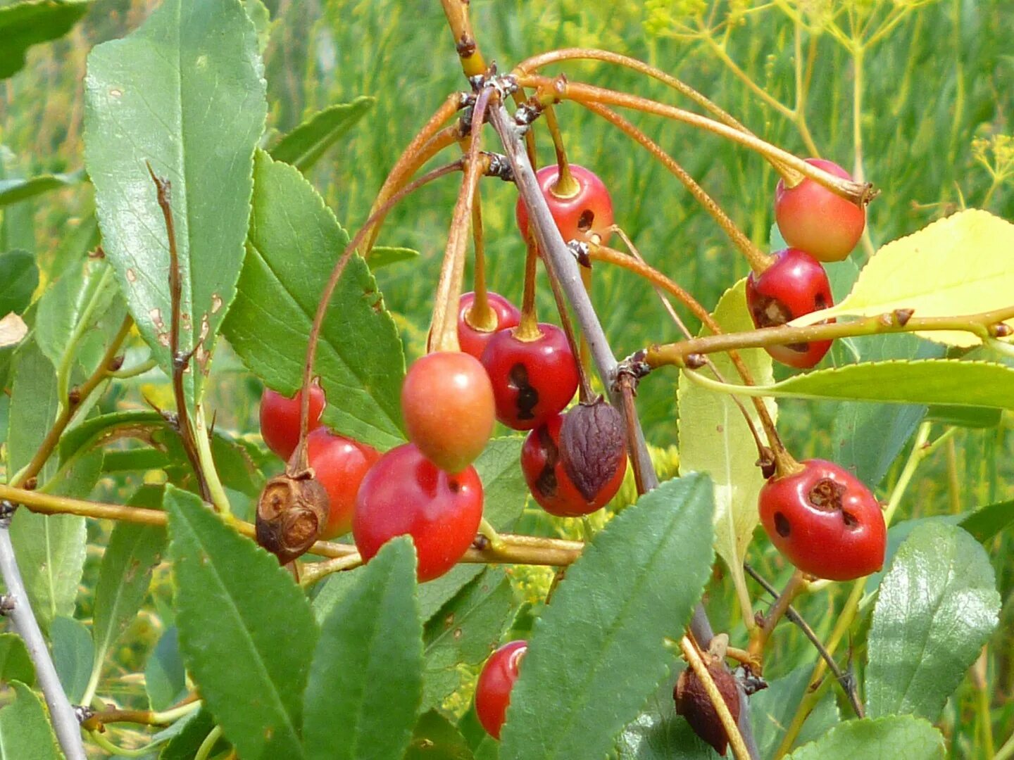 Вишня шакировская. Дикая вишня дерн. Вишня кустарниковая дикая. Черешня гронковая. Вишня дикорастущее растение.