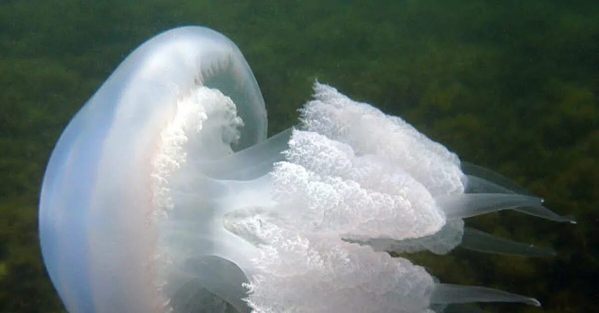 Абхазия медузы в море. Медузы в абхазии. Пицунда медузы. Медузы в черном море в абхазии. Медузы в адлере.