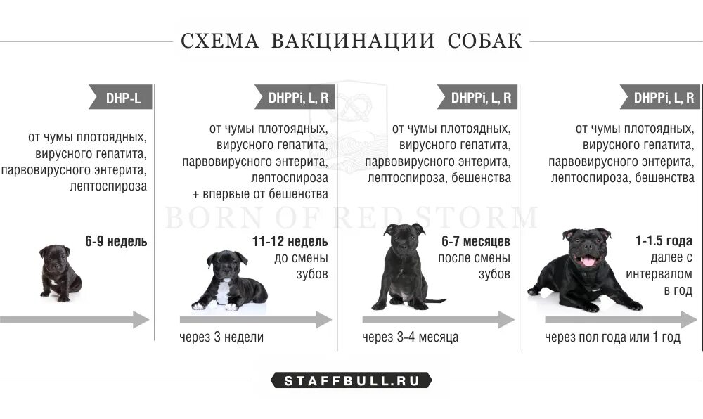 Через сколько можно гулять после 2 прививки. Прививки для собак немецкой овчарки таблица. Прививки для собак график. Прививки для собак до года таблица. Прививки щенкам по возрасту таблица.