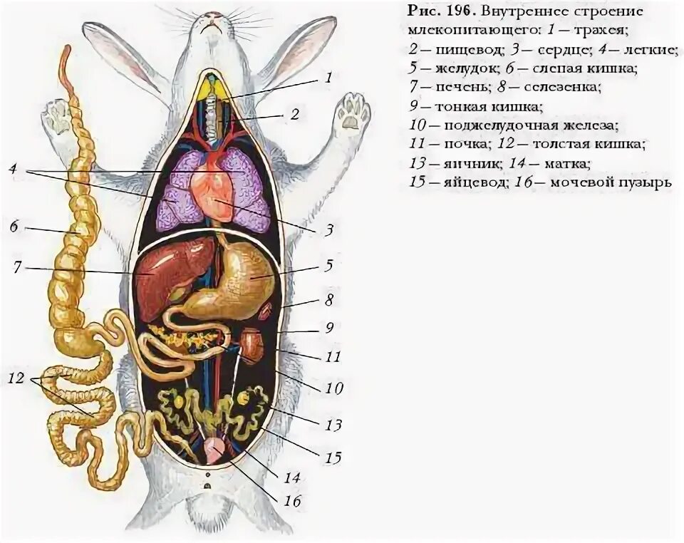 Внутреннее строение кролика. Топография внутренних органов крысы. Анатомия крысы внутреннее строение. Анатомия кролика внутренние органы. Внутреннее строение крысы схема.