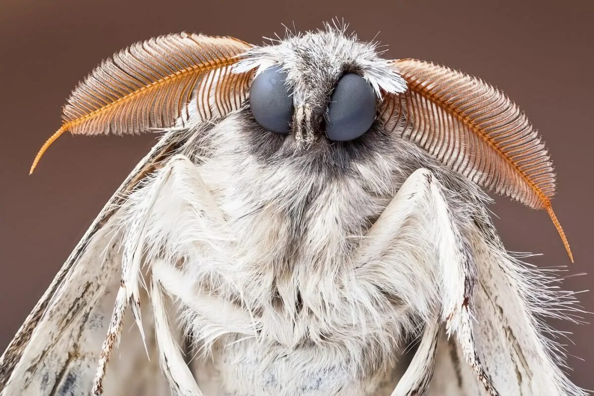 Огнёвка моль бабочка. Моль платяная насекомое. Моли вы. Огнёвка восковая моль. Платяная моль (tineola bisselliella).