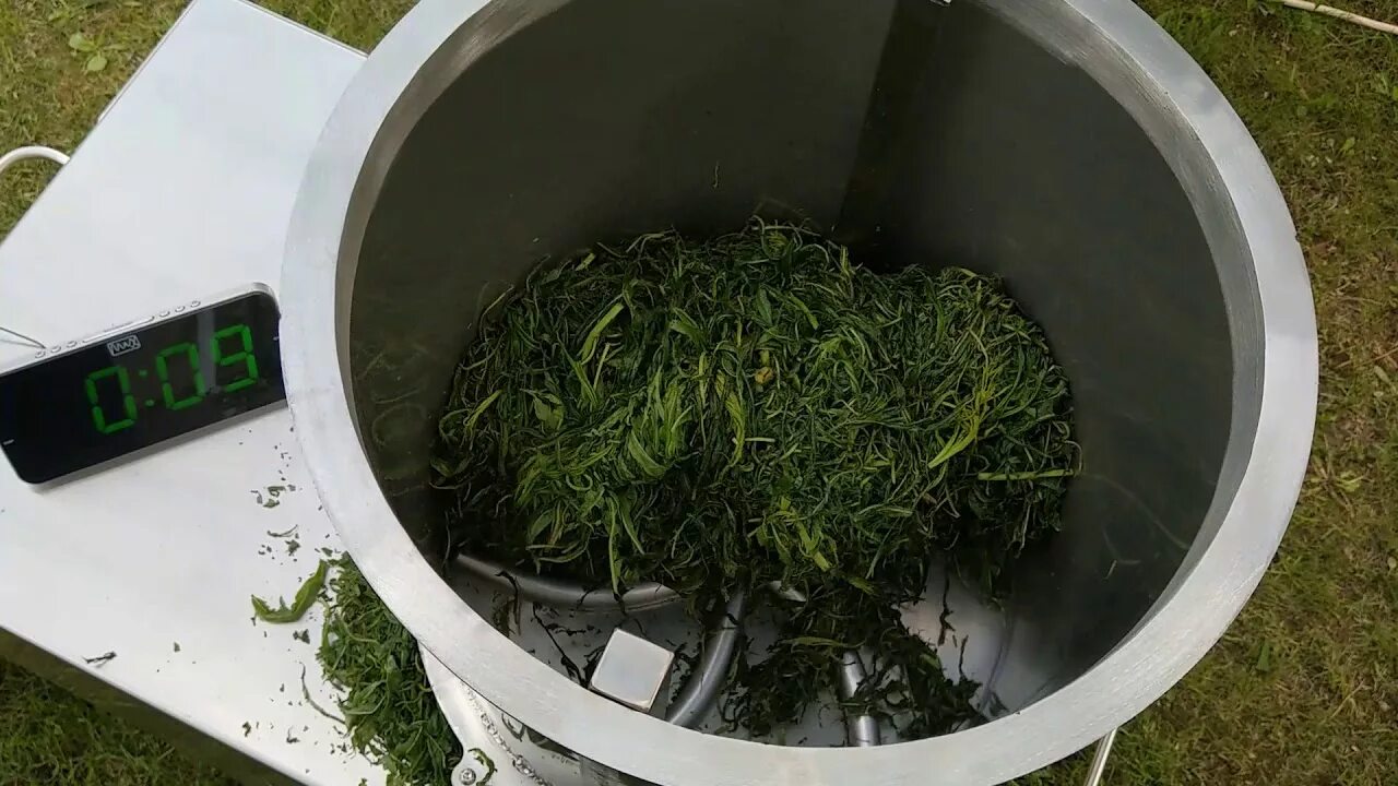 Ферментация листьев видео. Ферментация листьев видео