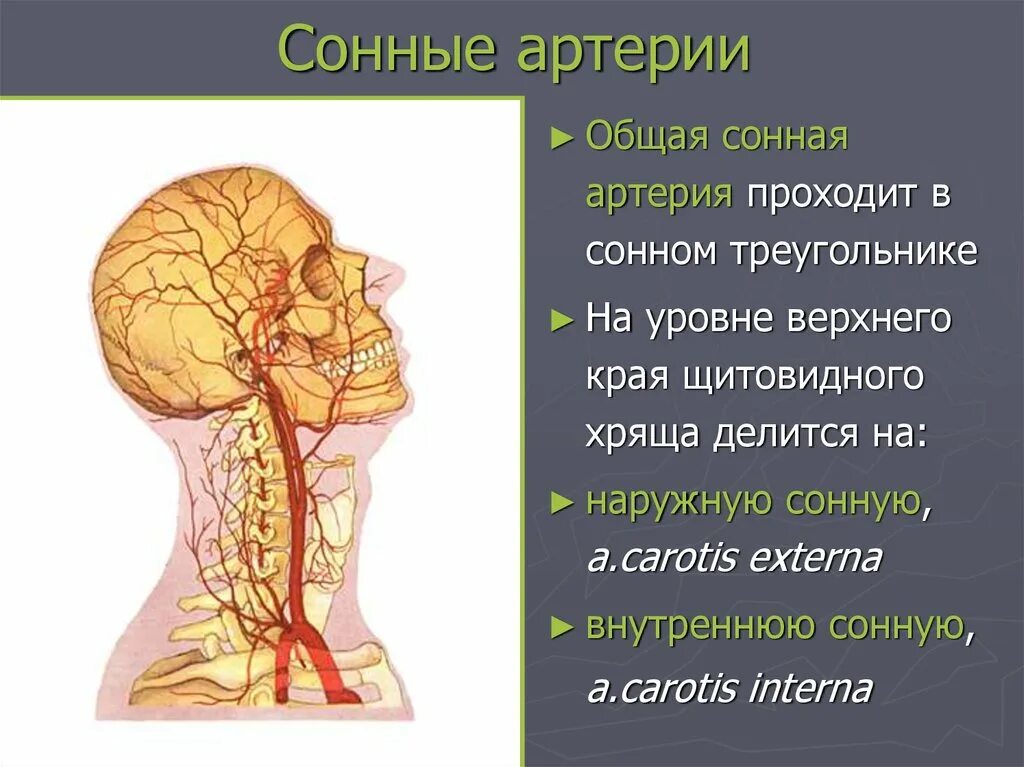 Общая Сонная артерия. Общая Сонная артерия делится. Сонная артерия делится на уровне. Общая Сонная. Где находится сонная артерия у женщин