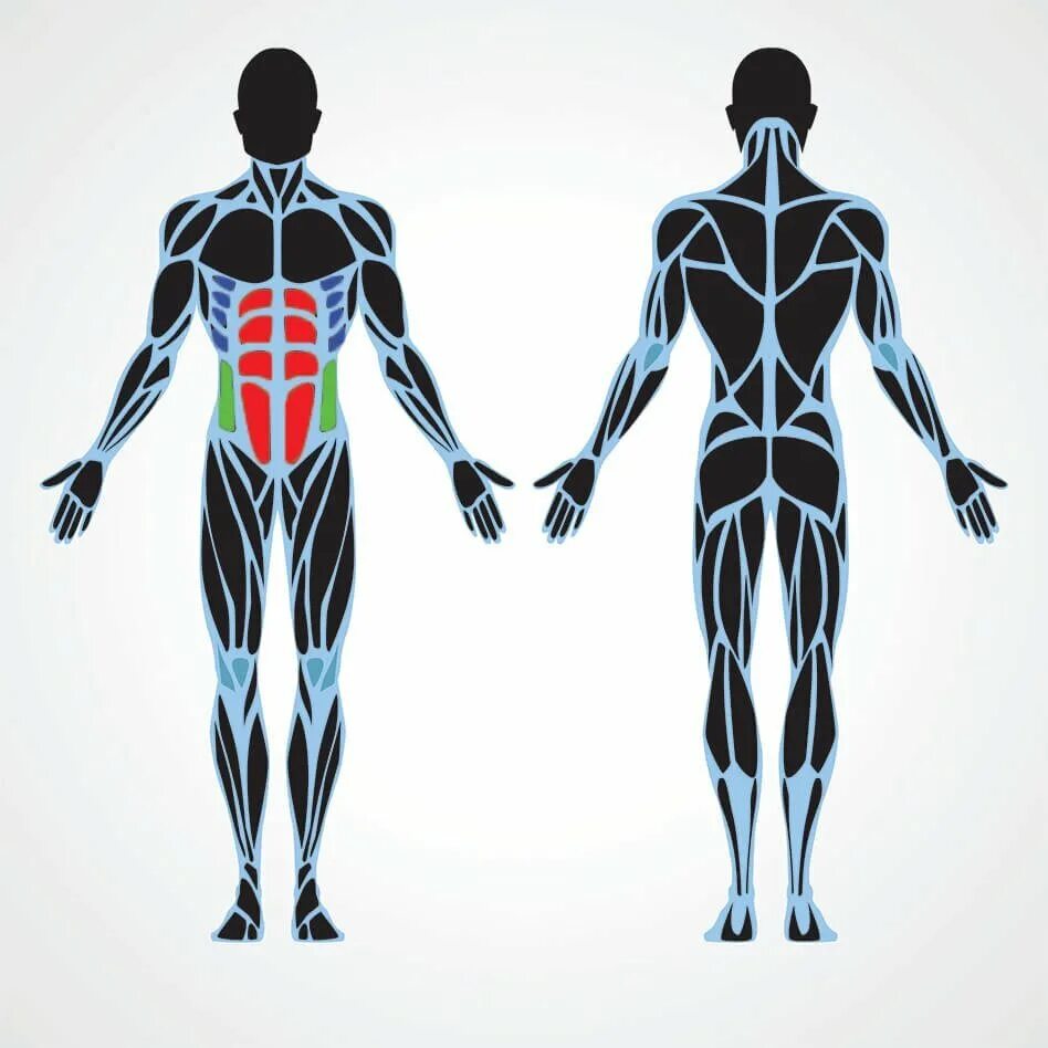 Силуэт человеческого тела. Силуэт человека мышцы. Контур человека с мышцами. Анатомический силуэт человека с мышцами. Тотальное тело