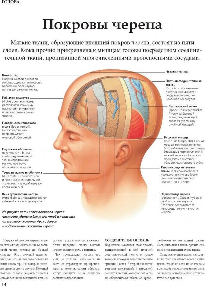 Части головы. Анатомия мягких тканей головы. Слои мягких тканей головы.