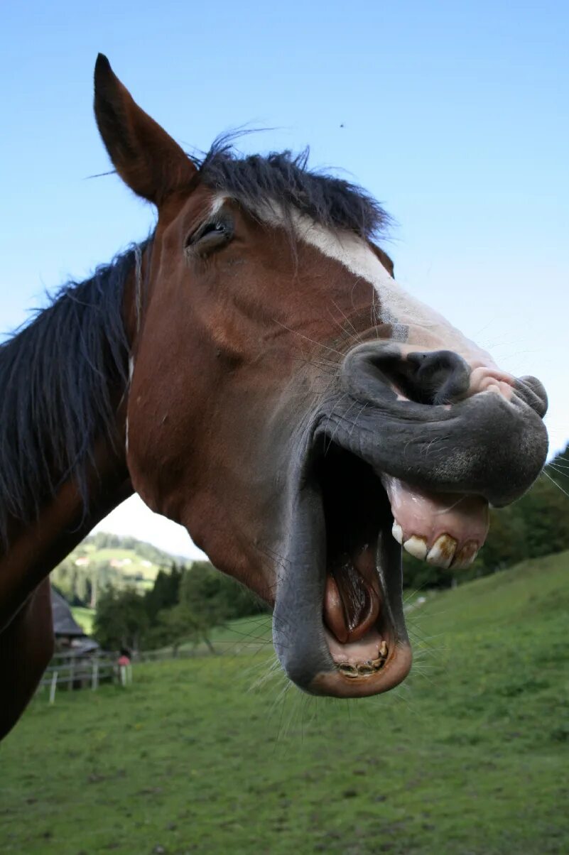 Ржу не могу приколы. Лошадь ржет. Ржунимагу надпись. Лошадь улыбается. Улыбка лошади.