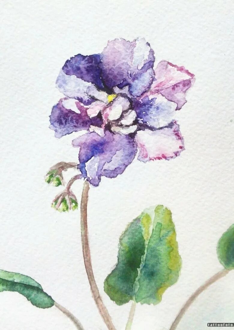 Фиалка рисование. Фиалка сорт акварель. Фиалка эскиз. Рисование для детей фиалка. Нарисовать фиалку поэтапно.