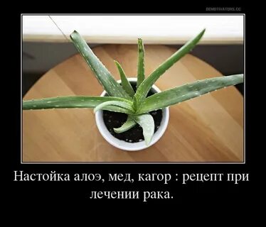 Рецепт алоэ с кагором