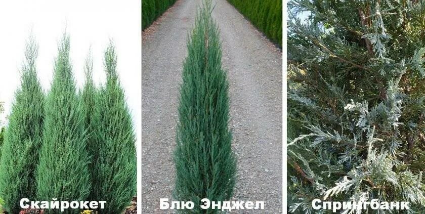Купить Можжевельник обыкновенный Арнольд с доставкой в Подмосковье в Сергиевом П