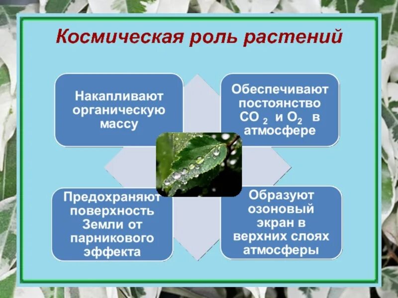 Космическая роль растений. Космическая роль зеленых растений. Космическая роль растений схема. Космическая роль растений в природе. Что такое космическая роль растений