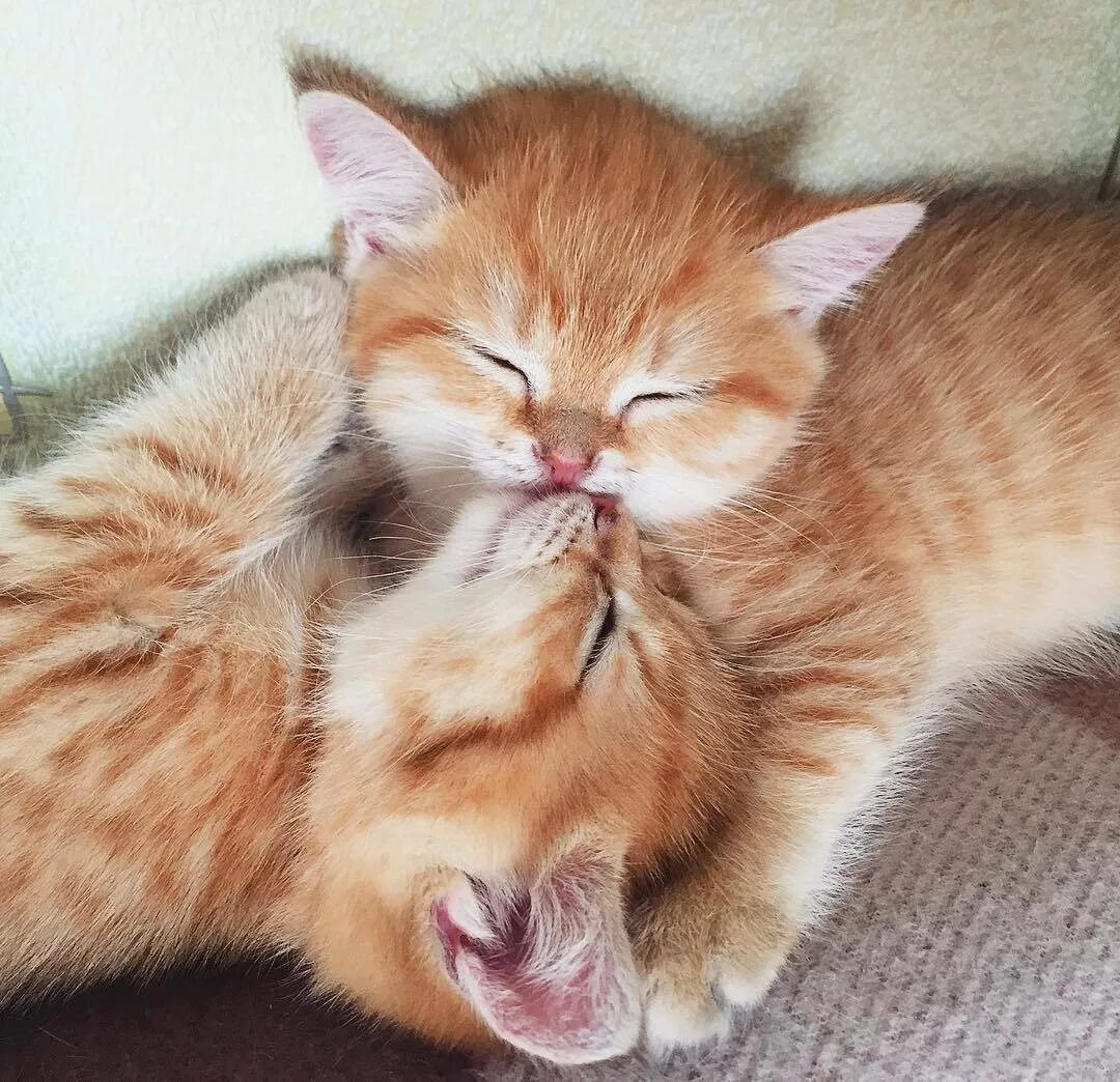 Целую обнимаю сладких. Котики обнимаются. ласковая кошка. кошки обнимашки. поцелуй котят.