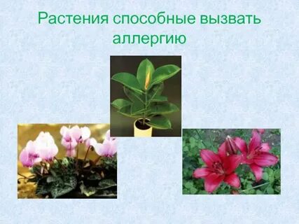 Растения на которые аллергия