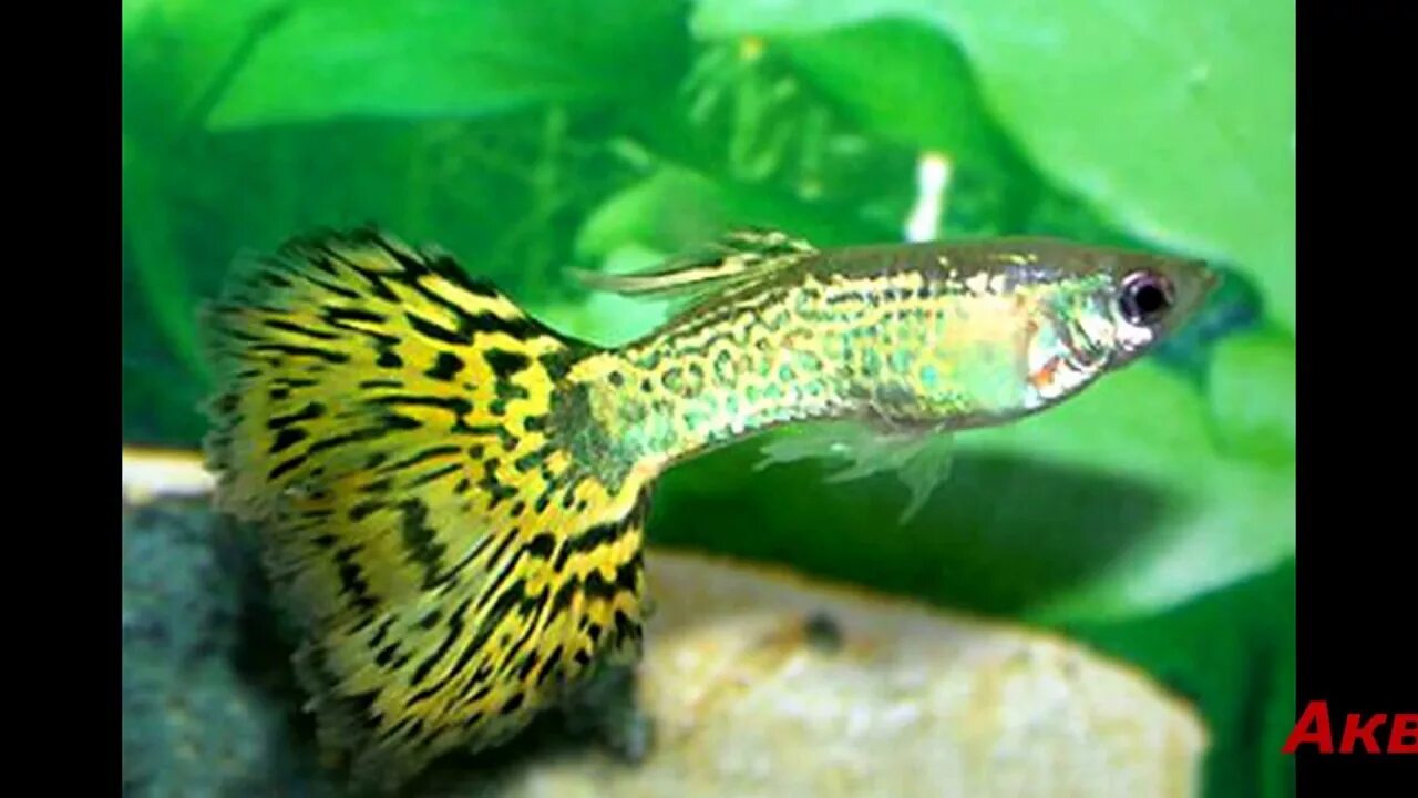 Гуппи poecilia reticulata. Аквариумные рыбки губи. Гуппи рыбки самки. Аквариумные рыбки гуппи зеленая кобра. Гуппи poecilia reticulata.