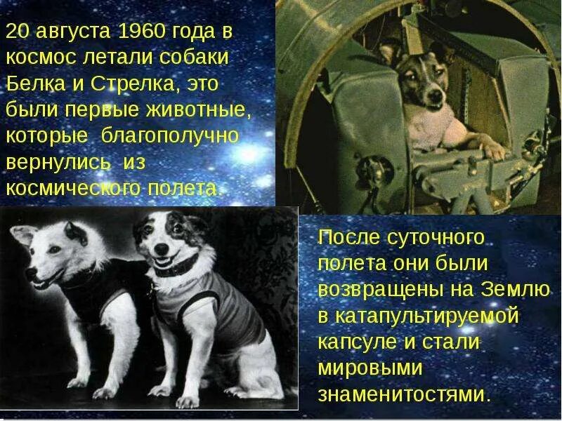 Кто первый полетел в космос в россии. Первый полёт в космос белка и стрелка. Первые космонавты животные. Первые животные летавшие в космос. Собаки полетевшие в космос.