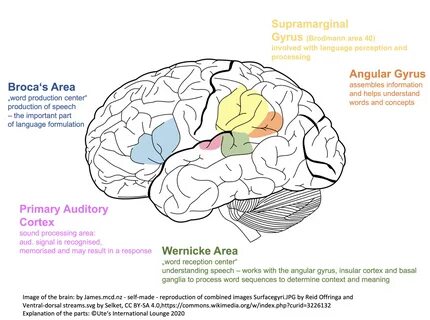 Language acquisition versus language learning.