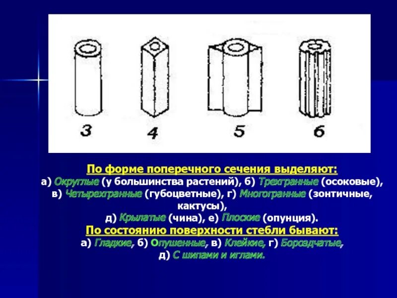 Тело округлое в сечении. Форма поперечного сечения стебля. Типы поперечного сечения стебля. Форма стебля в поперечном сечении цилиндрическая. Стебли по поперечному сечению.