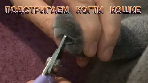Как стричь когти котенку