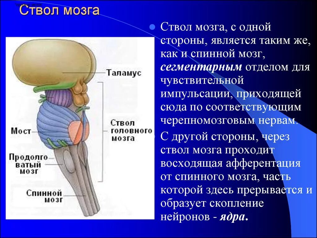 Отделы головного мозга составляющие ствол мозга. Ствол головного мозга строение и функции. Структуры, составляющие ствол мозга.. Ствол мозга анатомия функции. Какие функции выполняет ствол мозга